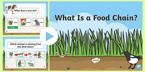 Carnivore Food Chain Information Powerpoint Twinkl