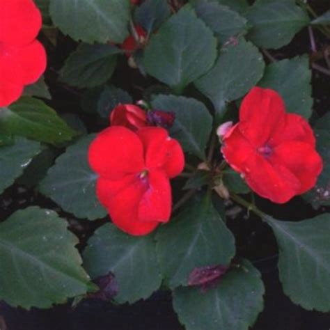 Impatiens walleriana