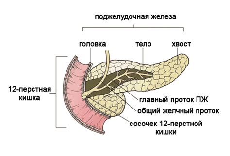 Липоматоз поджелудочной железы: симптомы, лечение и диета