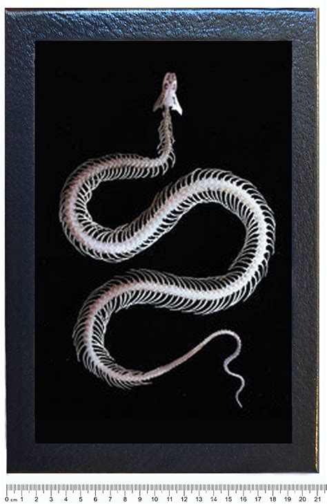 c. 1934 framed SNAKE SKELETON lithograph - vintage snake anatomy print ...