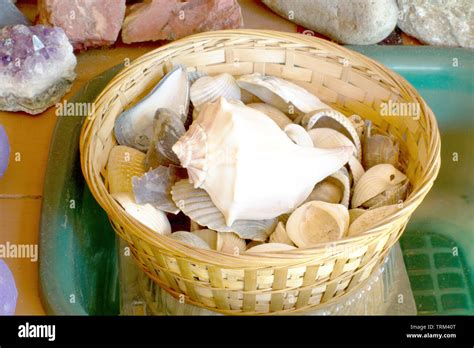 Full Of Shells Hi Res Stock Photography And Images Alamy