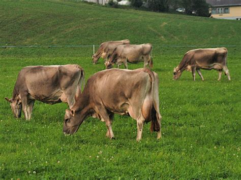 Der Schweizer Bauer Braunvieh K He Gaben Kg Milch Mehr