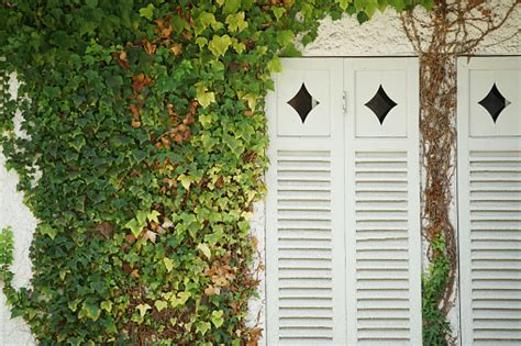 Pintu Geser Dan Daun Rumah Foto Stok Unduh Gambar Sekarang Daun