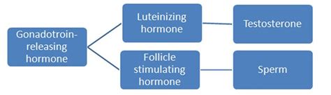 HCG and Testosterone Injections at the Same Time