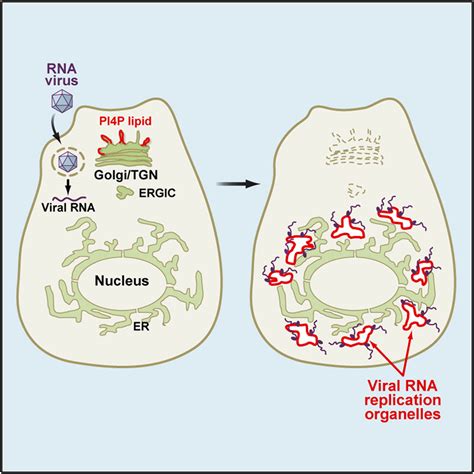 Viral Reorganization Of The Secretory Pathway Generates Distinct