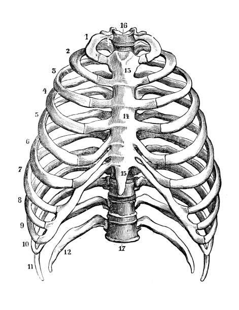 Rib Cage Anatomy Labeled Vector Illustration Diagram Stock 41 Off