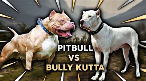 Pitbull Dog Ka Photo Dikhaye - PetsWall