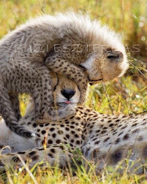 Baby Animal Photography BABY CHEETAH PLAYING by BabyAnimalPrints