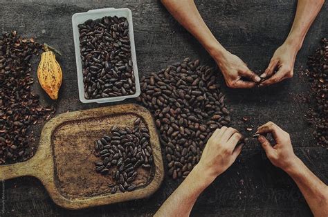 "Chocolate Making Process; Overhead View Of People Peeling Off Roasted ...