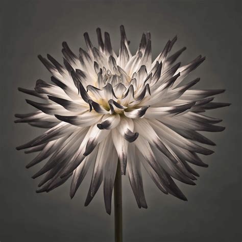 Fleur De Dahlia Noir Et Blanc Papier Peint