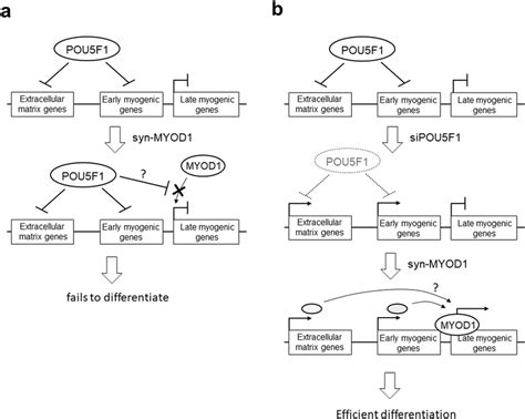 A Model Of The Mechanism For The Effective Myogenic Differentiation Of