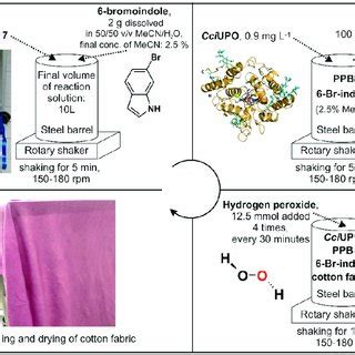 Scheme Illustrating The Experimental Setup Of The In Situ Dyeing