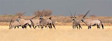 Bing Daily Trivia Quiz South African Oryx