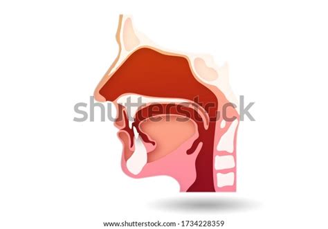 Illustration Human Head Various Organs Stock Illustration 1734228359 ...