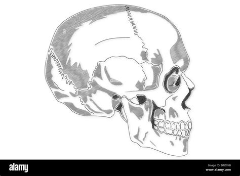 Human Skull Structure Stock Photo Alamy