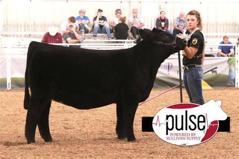 National Junior Maine Anjou Show Maine Anjou Top 5 The Pulse