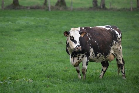 L éleveur d Oreillette égérie du Salon de l agriculture veut