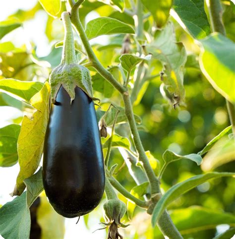 Eggplant Seeds Diamond Heirloom Untreated Non Gmo From Canada