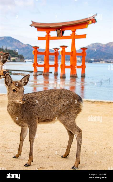 The Closeup Image Of Wild Sika Deer Cervus Nippon On The Island Of