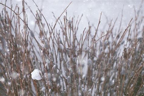 Premium Photo Pussy Willow Willow Branches Bloom Spring Concept Easter Holiday Background