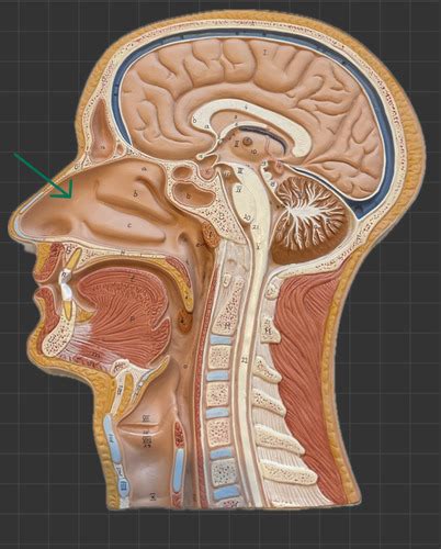 Sagittal Head Model Flashcards Quizlet