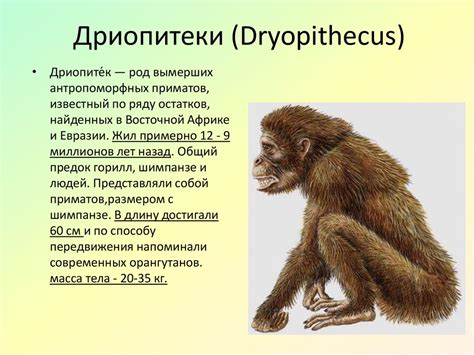 Эволюция человека: этапы развития