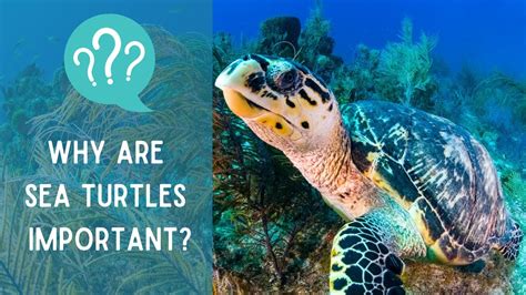 Why Are Sea Turtles Important For The Environment Youtube