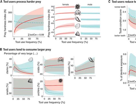 Tool Use Increases Mechanical Foraging Success And Tooth Health In