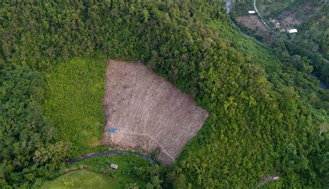 Deforestasi Hutan Primer Indonesia Meningkat Pada 2023 Foto Liputan6