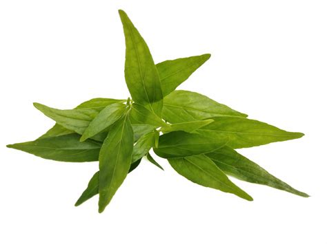 paniculata on a white background 8522318 Stock Photo at Vecteezy