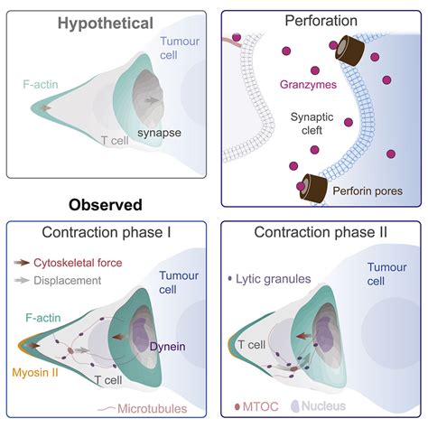 T Cell Cytoskeletal Forces Shape Synapse Topography For Targeted Lysis