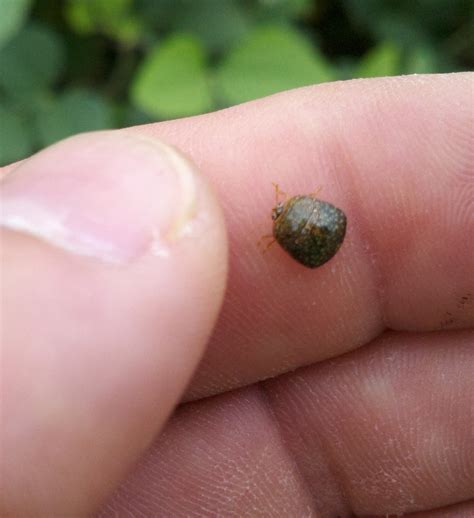 Kudzu Bugs North Carolina Cooperative Extension