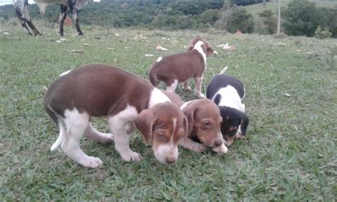 Cachorro Americano Vazlon Brasil