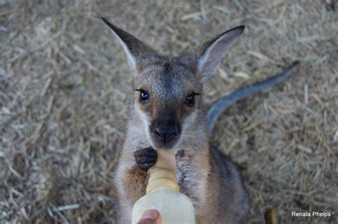 Undiagnosed Macropod Seizure Syndrome