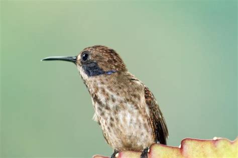 Tipos De Colibríes Guía Completa Con Fotografías