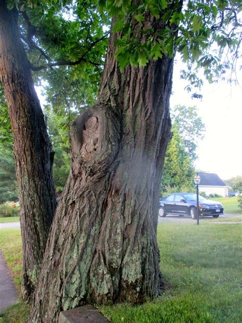 Art's Bayfield Almanac: BAYFIELD'S RARE AND ENDANGERED AMERICAN