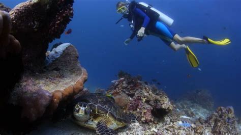 Scuba diving in #Lakshadweep Scuba Diving, Vacation, Pets, Animals ...