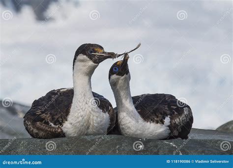 Antarctic Shag close up stock photo. Image of bird, clear - 118190086