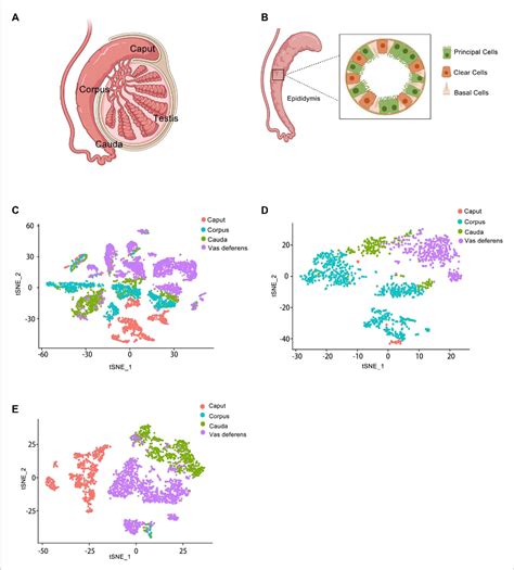 Figure 2 From The Significance Of Single Cell Transcriptome Analysis In