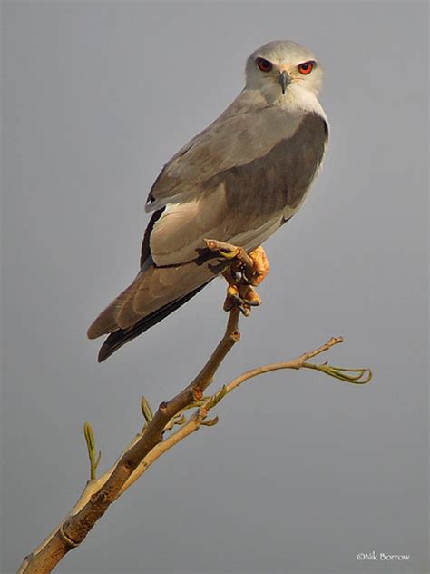 Black Winged Kite Elanus C Caeruleus Nasia Swamp Ghana Flickr