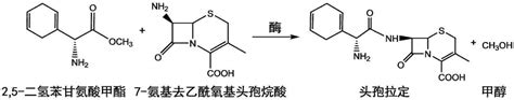 一种高选择性头孢拉定合成酶突变体及其编码基因的制作方法2