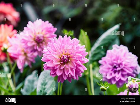 Dahlia Pink Coloured Pom Pom Flower Growing Outdoor Stock Photo Alamy