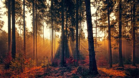 Download Tree Sunset Nature Forest 4k Ultra Hd Wallpaper By Johannes Plenio