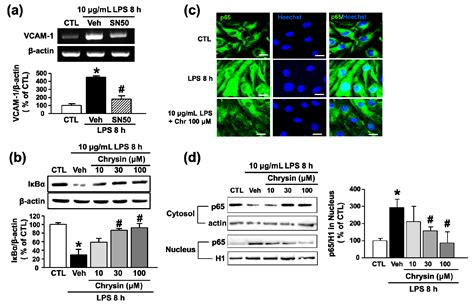 IJMS Free Full Text Chrysin Attenuates VCAM 1 Expression And