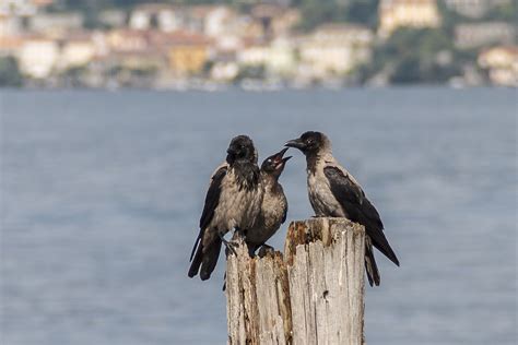 Krähen Tiere Vögel Kostenloses Foto auf Pixabay Pixabay