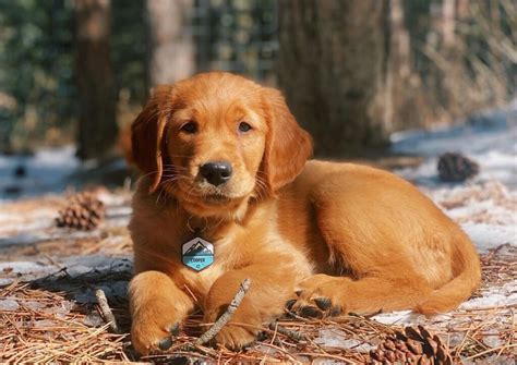 17 Best Red Golden Retriever Breeders