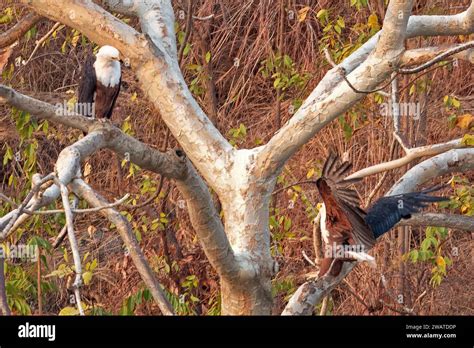 African Fish Eagle Malawi Hi Res Stock Photography And Images Alamy