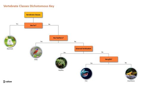 Vertebrate Classes Dichotomous Key Edrawmax Editable Template