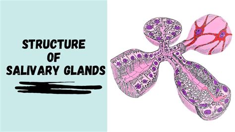 Structure Of Salivary Glands Youtube