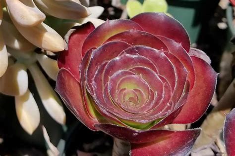 Slow Growth Can Be A Sign Aeonium Are Overwatered SUCCULENTdotCARE